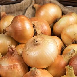 Onion Troy (Autumn Planting)