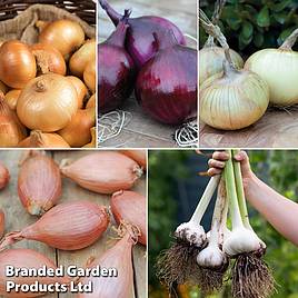 Bumper Autumn Planting Onion/Garlic/Shallot