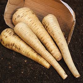 Parsnip Tender and True - Organic Seeds