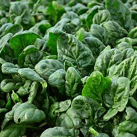 Spinach Gigante Dinverno - Organic Seeds