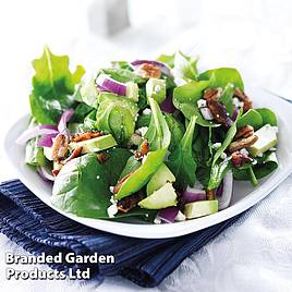 Keep Cropping Spinach Plants - Perpetual