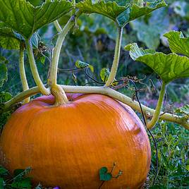 Squash & Pumpkin Yellow Hundredweight - Organic Seeds