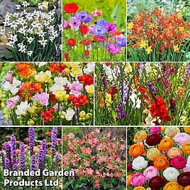 161 Summer Saver Bulb Collection