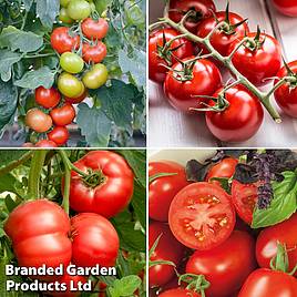 Tomato Crimson Collection (Grafted)