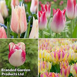 Tulip Colour Changing Collection