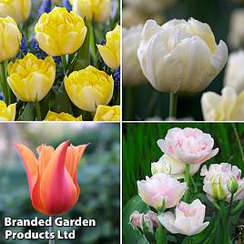 Tulip Super Scented Collection