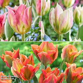 Tulip Artist Collection