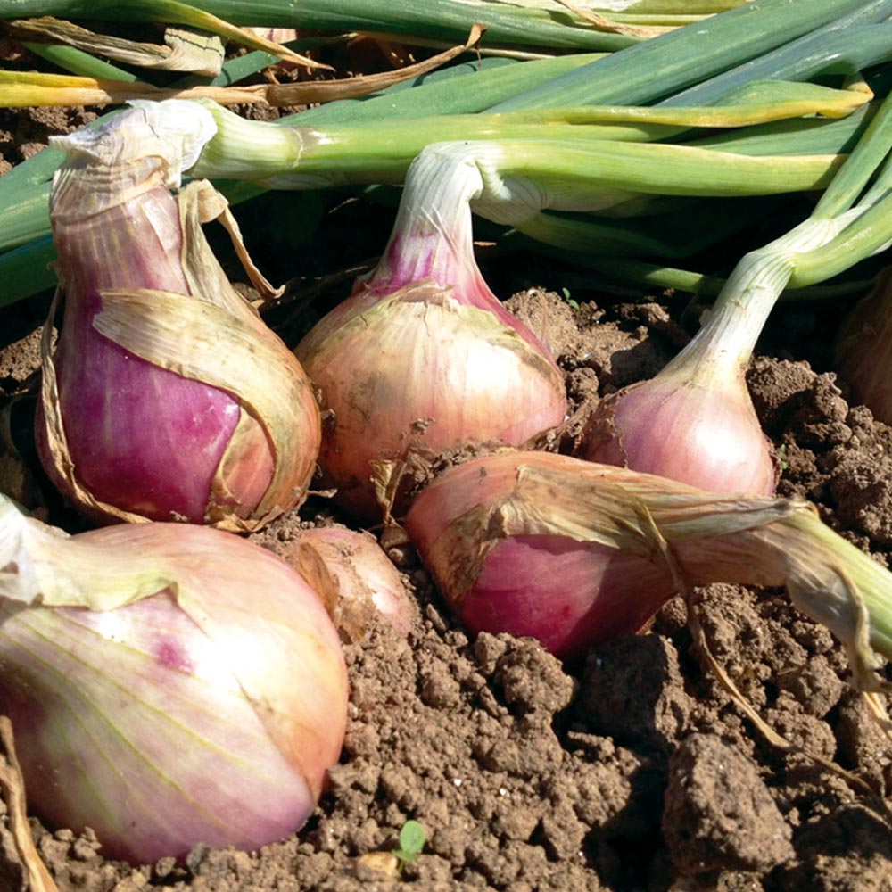 Brittany Pink Onion - Pouliquen - Trading fresh vegetables