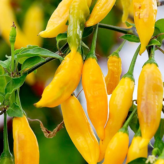 Pepper (Chilli)  Hot Lemon Plant