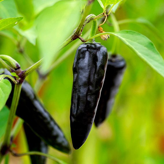 Pepper (Chilli) Hungarian Black Plant