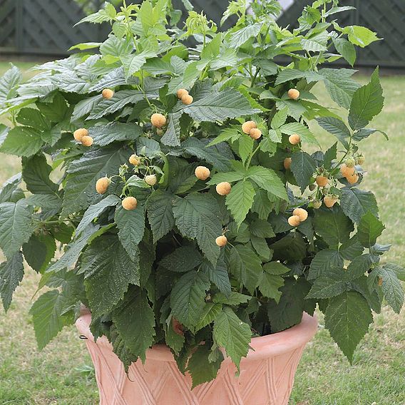 Raspberry Plant - Summer Lovers Patio Gold