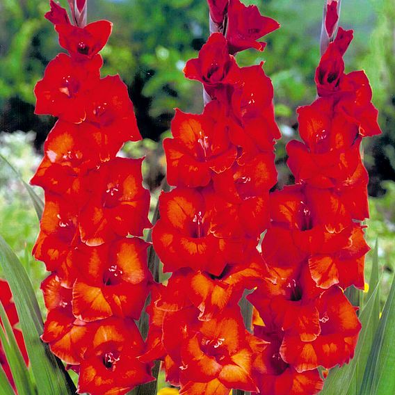 Gladiolus 'Brown Sugar'