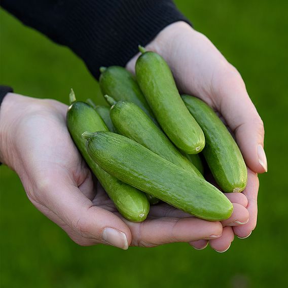 Cucumber 'Baby Rocky'