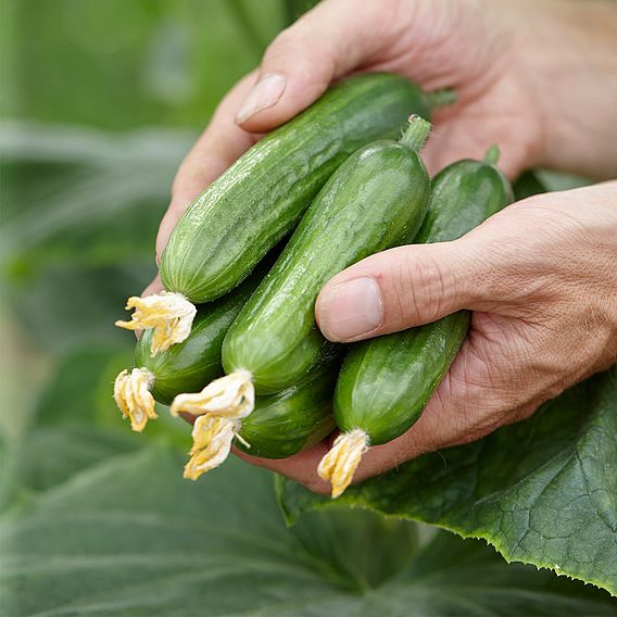 Cucumber 'Baby Rocky'