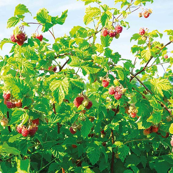 Raspberry (Rubus idaeus) Polka