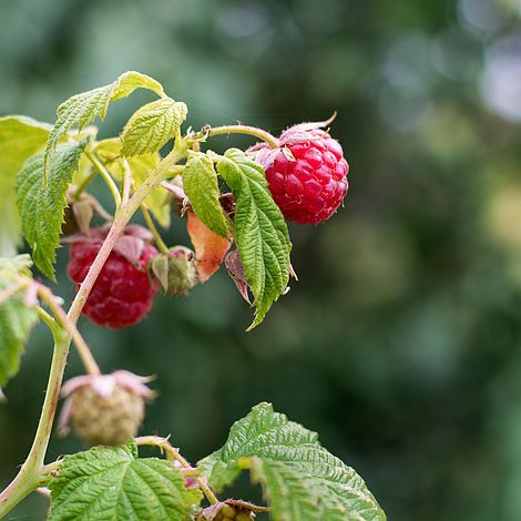 Raspberry 'Autumn Bliss' (Rubus ideaus)