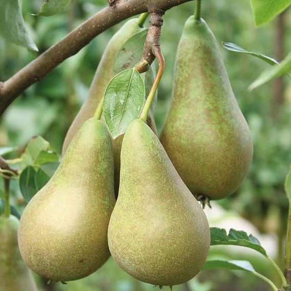 Pear 'Conference'