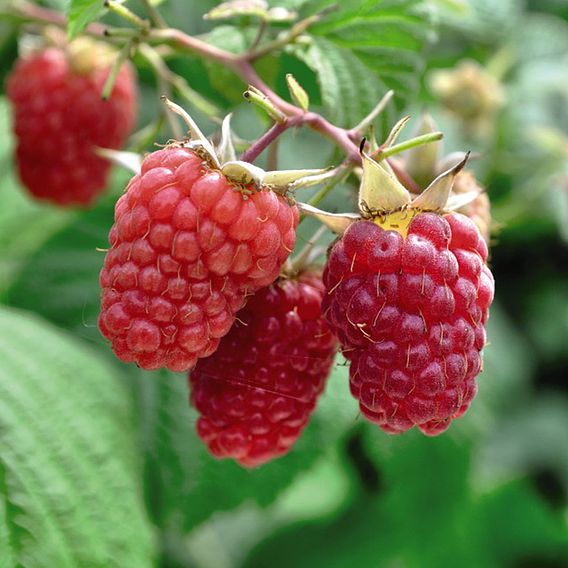 Raspberry 'Glen Prosen' (Summer fruiting)