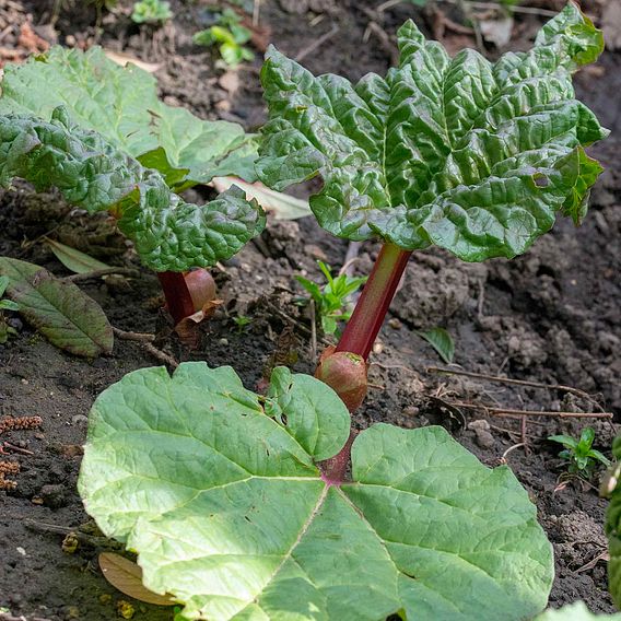 Rhubarb 'Champagne' (Spring/Autumn Planting)