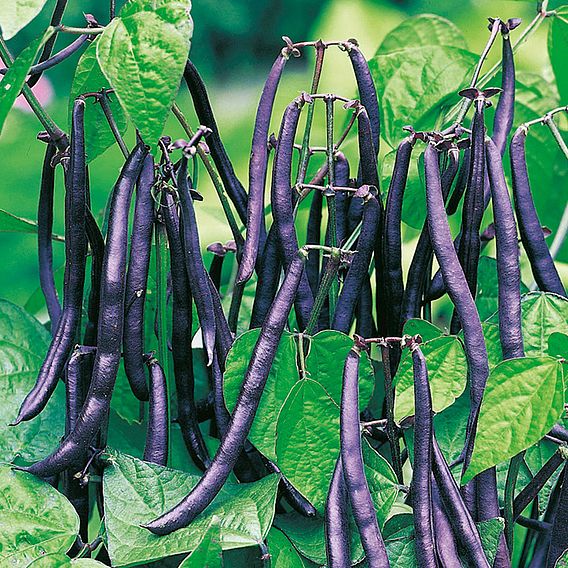 Dwarf French Bean Purple Teepee Seeds