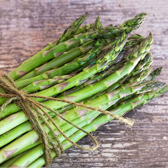 Asparagus 'Ariane' F1 - Seeds