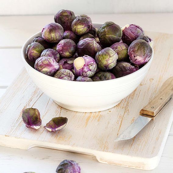 Brussels Sprout 'Red Rubine' - Seeds