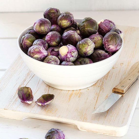 Brussels Sprout Seeds - Red Rubine