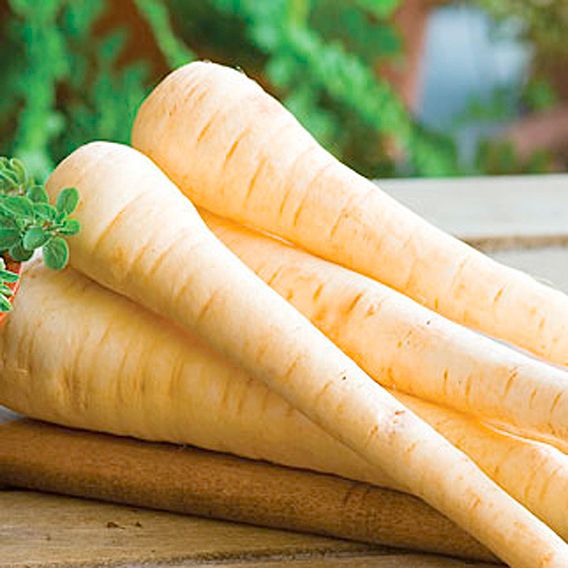 Parsnip 'Hollow Crown' - Seeds