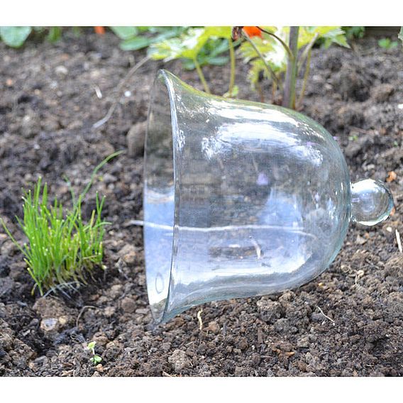 Bell Glass Cloches