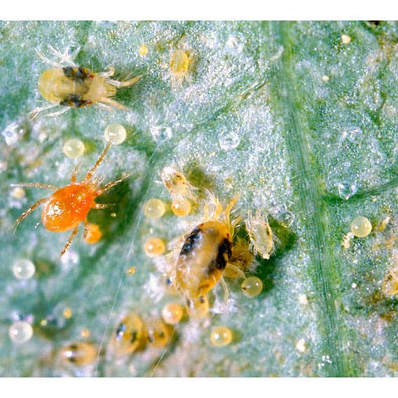 Spider Mite Killer