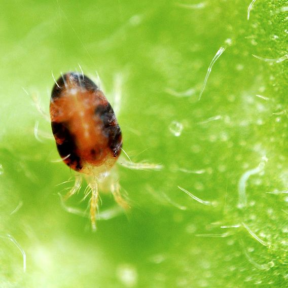 Spider Mite Killer