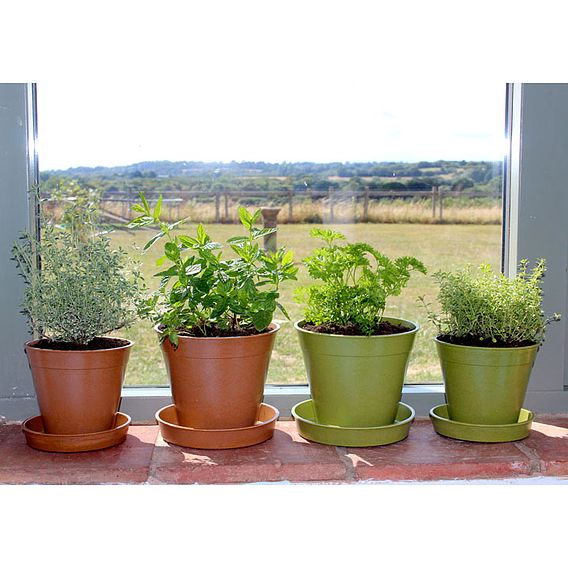 Bamboo & Rice Pots and Saucers – Sage Green