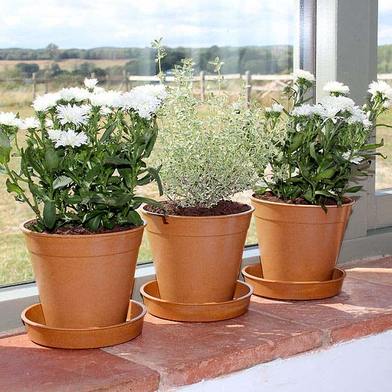 Bamboo & Rice Pots and Saucers – Terracotta