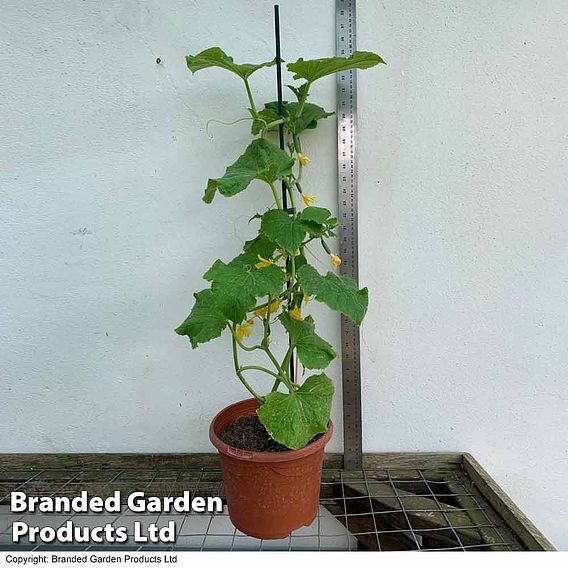 Cucumber 'Baby Rocky' (Grafted)