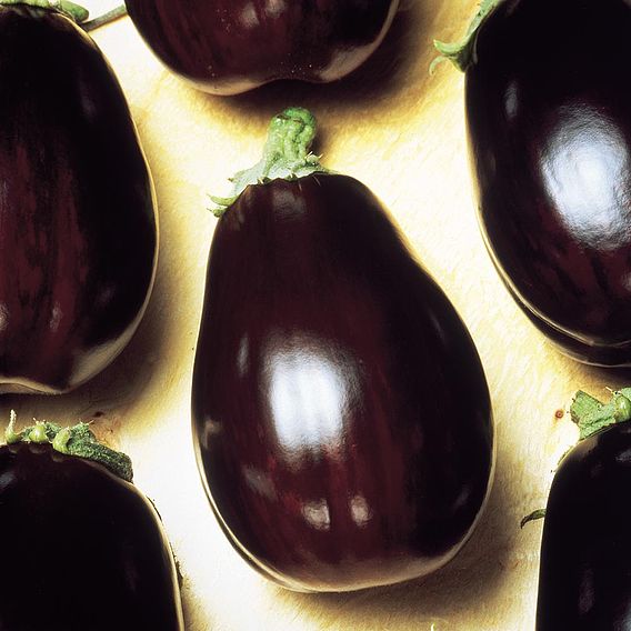 Aubergine 'Black Beauty' - Organic Seeds
