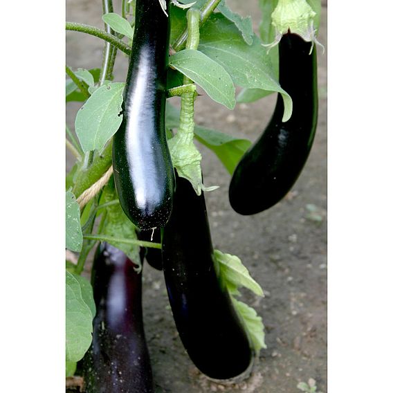 Aubergine 'Long Purple' - Organic Seeds