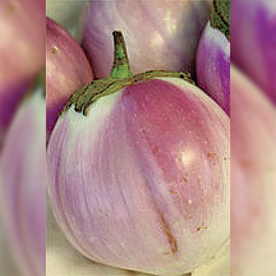 Aubergine 'Rosa Bianca' - Organic Seeds