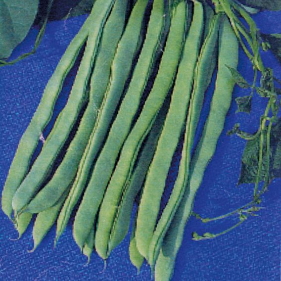 Climbing French Bean 'Eva' - Organic Seeds