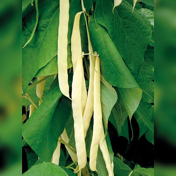 Climbing French Bean 'Golden Gate' - Organic Seeds