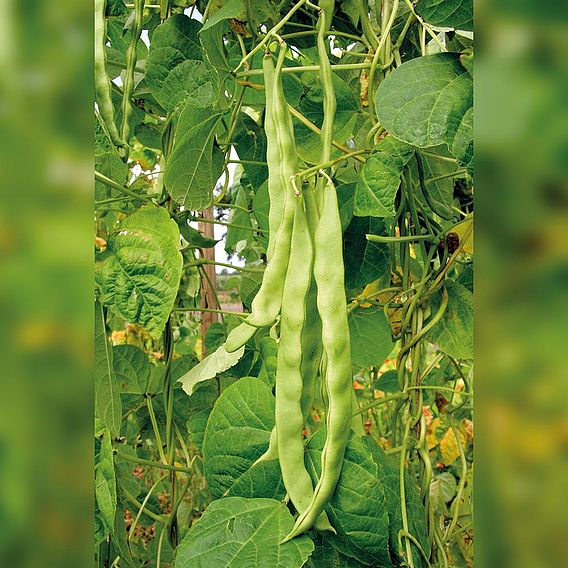 Climbing French Bean 'Helda' - Organic Seeds