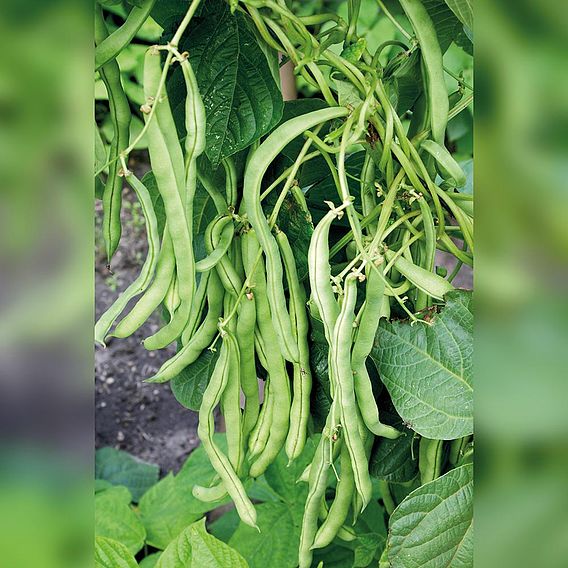 Climbing French Bean 'Neckar Queen' - Organic Seeds