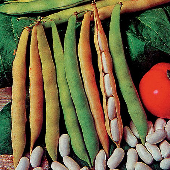 French Bean 'Cannellino' - Organic Seeds