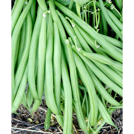 Bean Dwarf French Domino (Organic) Seeds