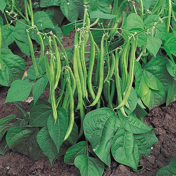 Buy Bean Dwarf French Maxi (Organic) Seeds | Organic Gardening Catalogue