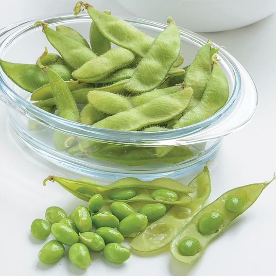 Bean Edamame (Soya) Summer Shell (Organic) Seeds