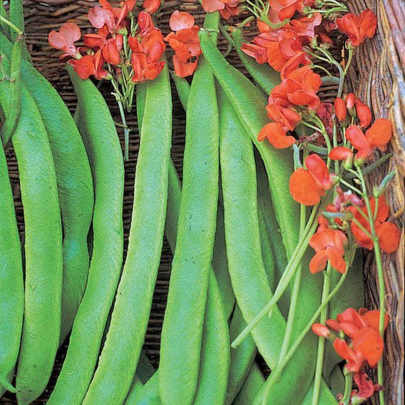 Bean Runner (Organic) Seeds - Lady Di