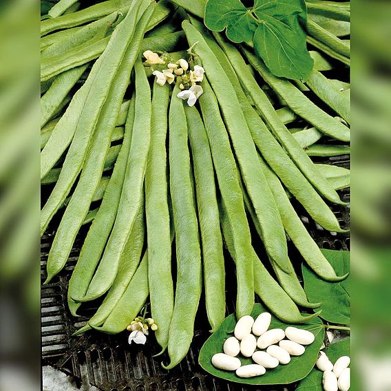 Runner Bean 'White Emergo' - Organic Seeds