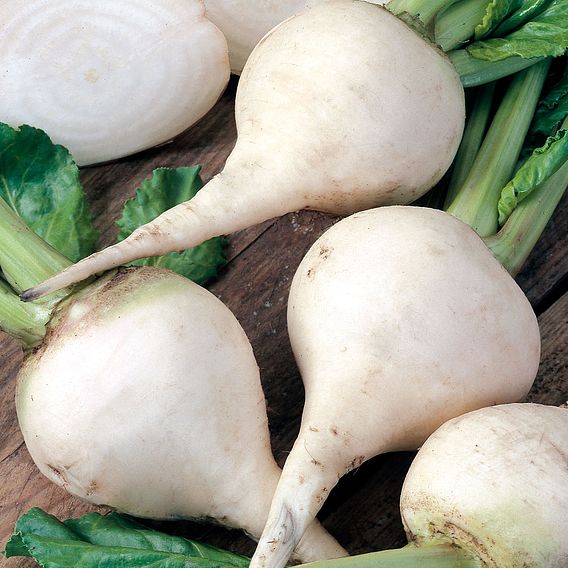 Beetroot 'Albino White' - Organic Seeds