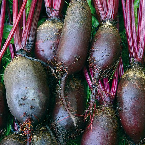 Beetroot Cylindra (Organic) Seeds