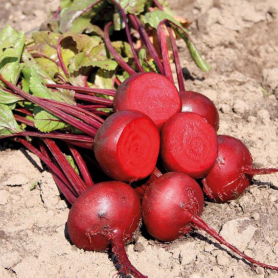 Beetroot 'Egyptian Turnip Rooted' - Organic Seeds